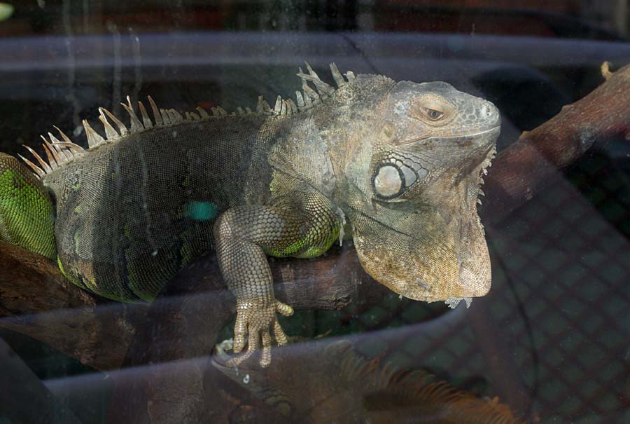 East midlands pet and reptile clearance supplies