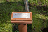 Tree Planted by the Downham Society.
